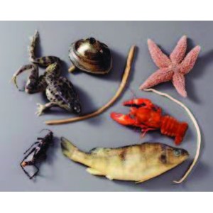 Deluxe Six-Phyla Animal Survey Set